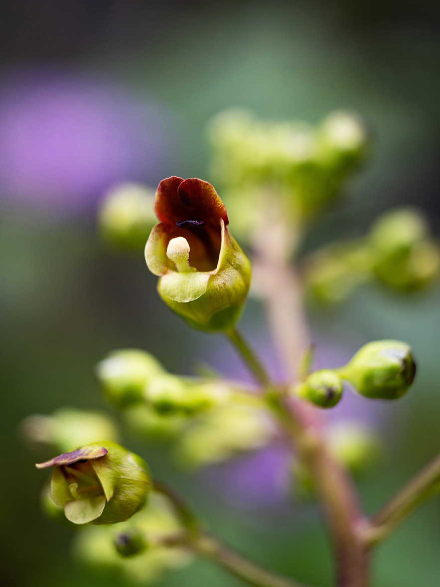 une image de botanique sur la scrofulaire, fascinante plante qui présente également des vertus médicinales