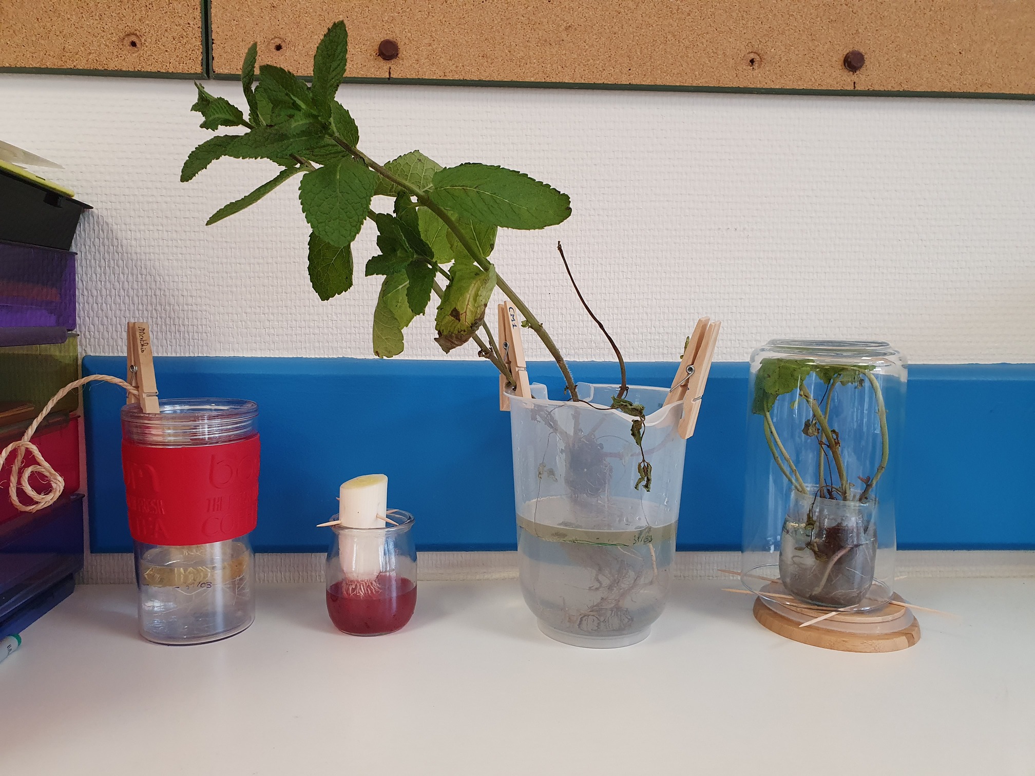 Où va l’eau avec laquelle on arrose une plante ?