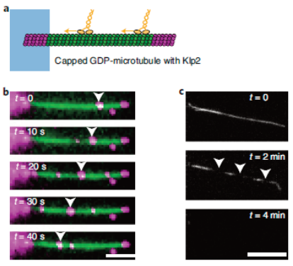 Sarah Triclin : Les moteurs moléculaires détruisent les microtubules.png